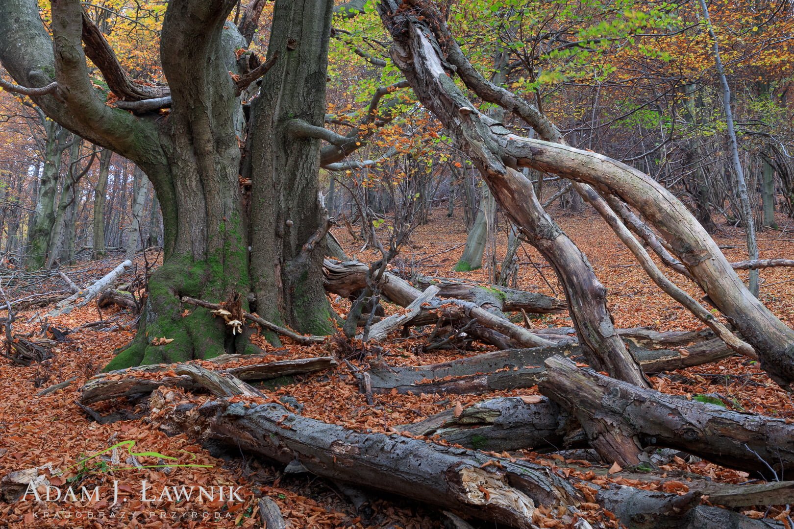 Magura National Park, Poland 1810-00521C