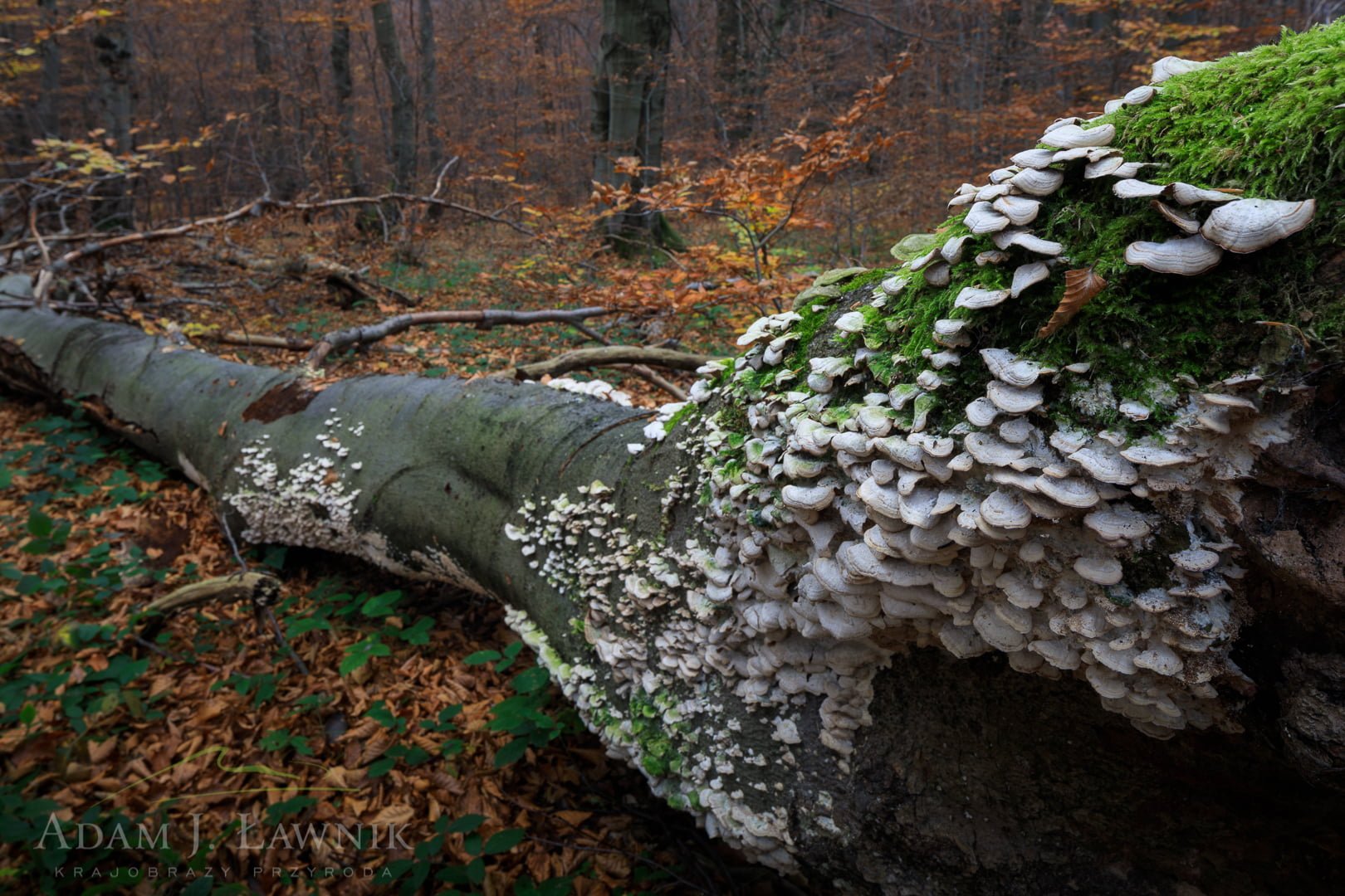 Las o charakterze naturalnym w Magurskim Parku Narodowym