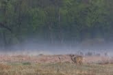 Magura National Park, Poland 1904-00045C