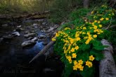 Magura National Park, Poland 1904-00047C