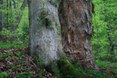 Magura National Park, Poland 1904-00052C