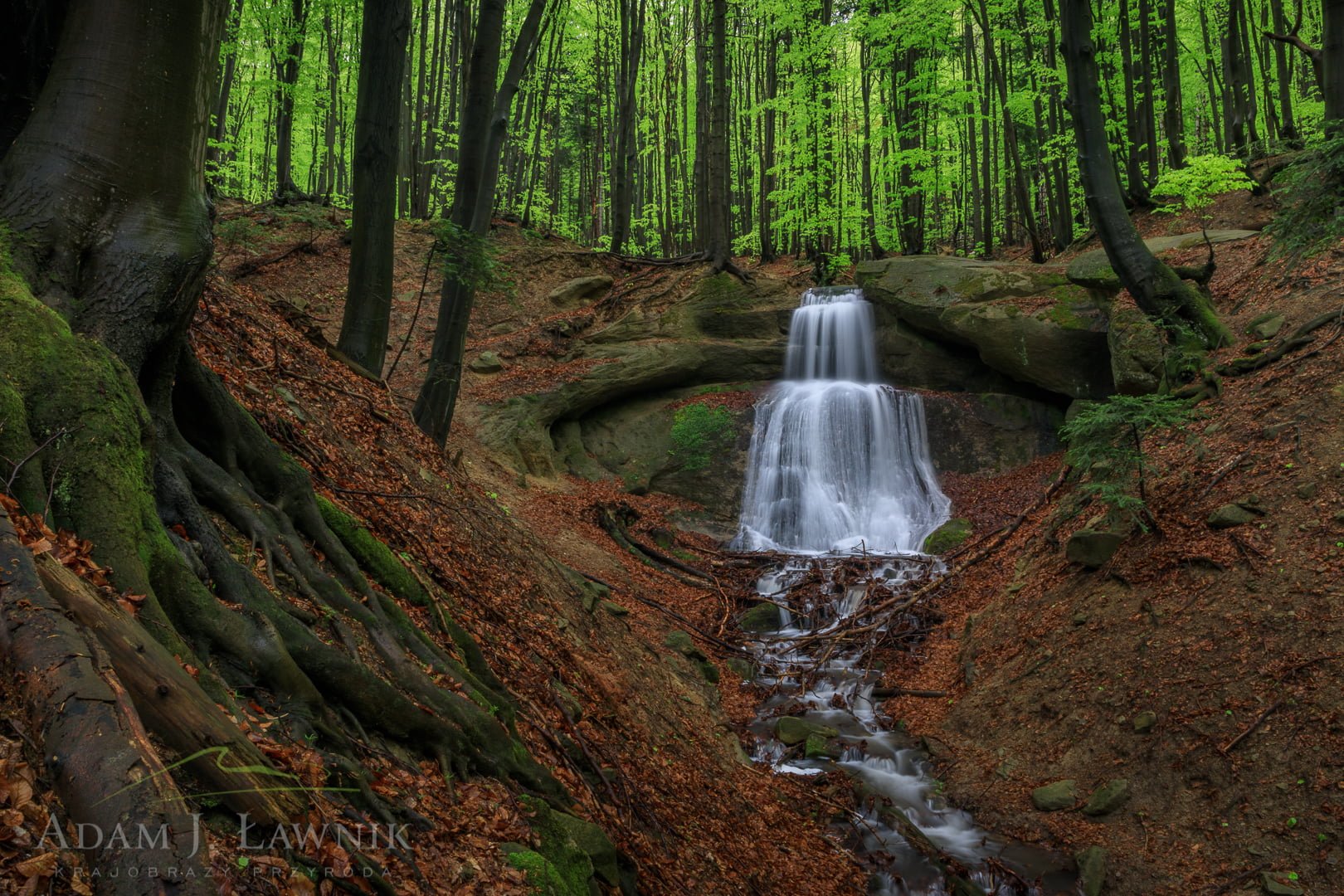 Magura National Park, Poland 1904-00054C