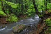 Magura National Park, Poland 1904-00057C