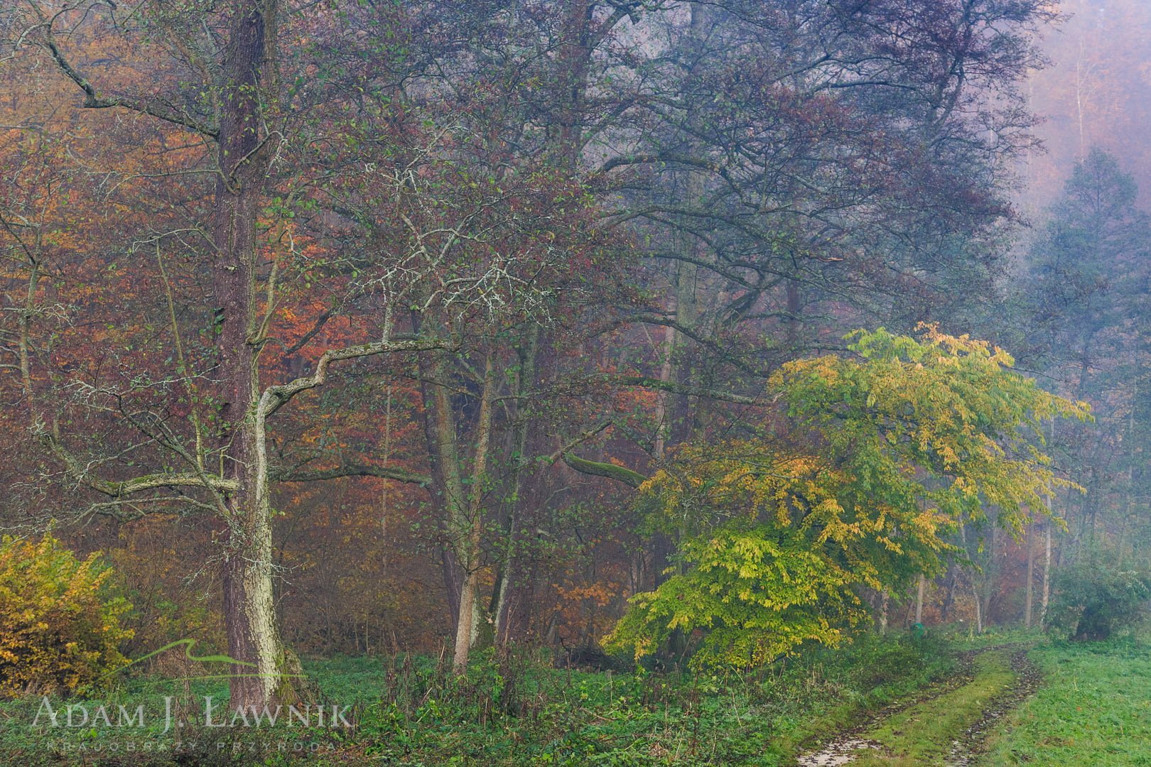 Mglisty jesienny ranek w Ojcowskim Parku Narodowym