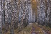 Bory Tucholskie National Park, Poland 0910-01454C