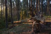 Bory Tucholskie National Park, Poland 1104-00883C