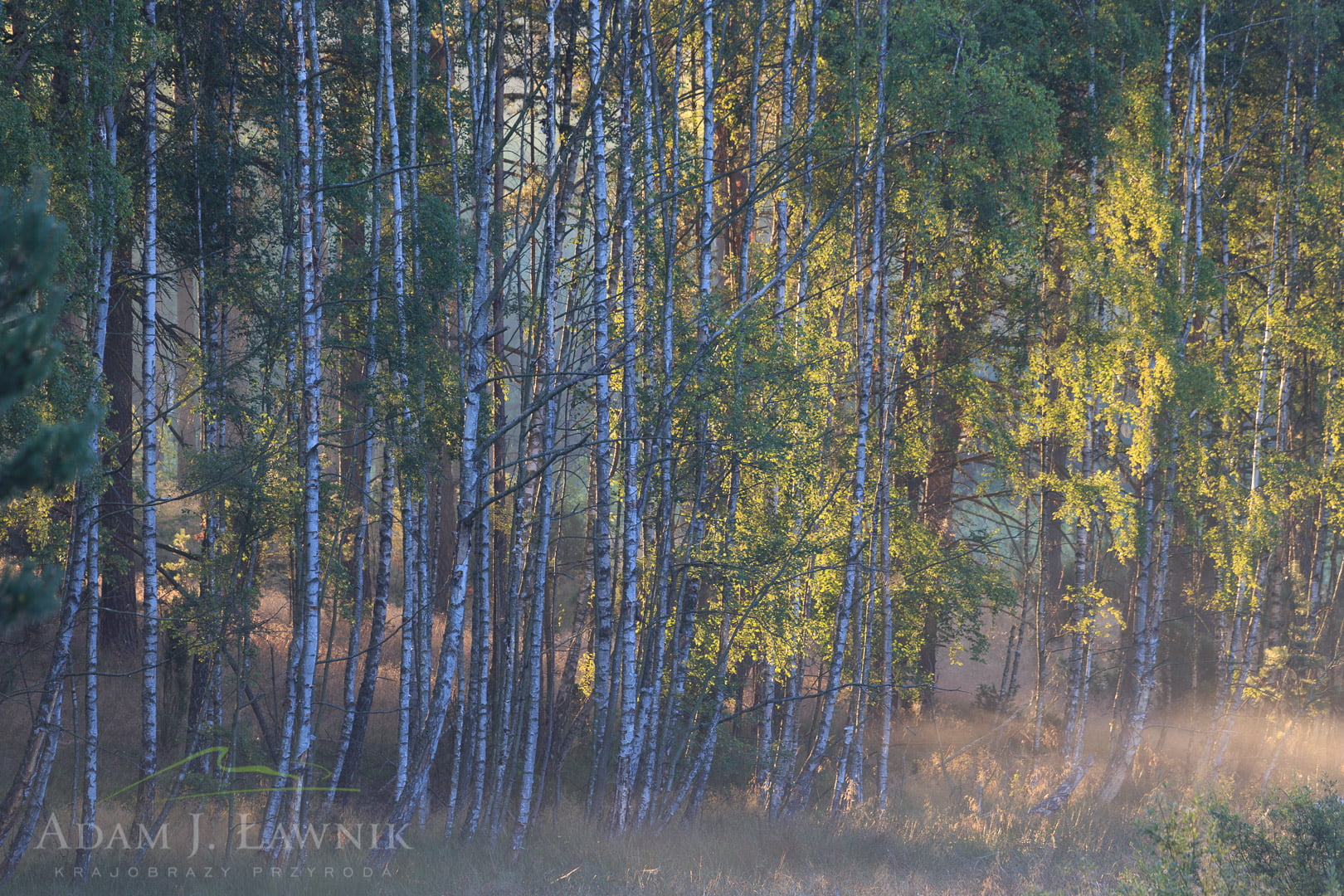 Bory Tucholskie National Park, Poland 1307-00896C