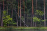 Bory Tucholskie National Park, Poland 1307-00906C