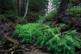 Bory Tucholskie National Park, Poland 1307-00928C