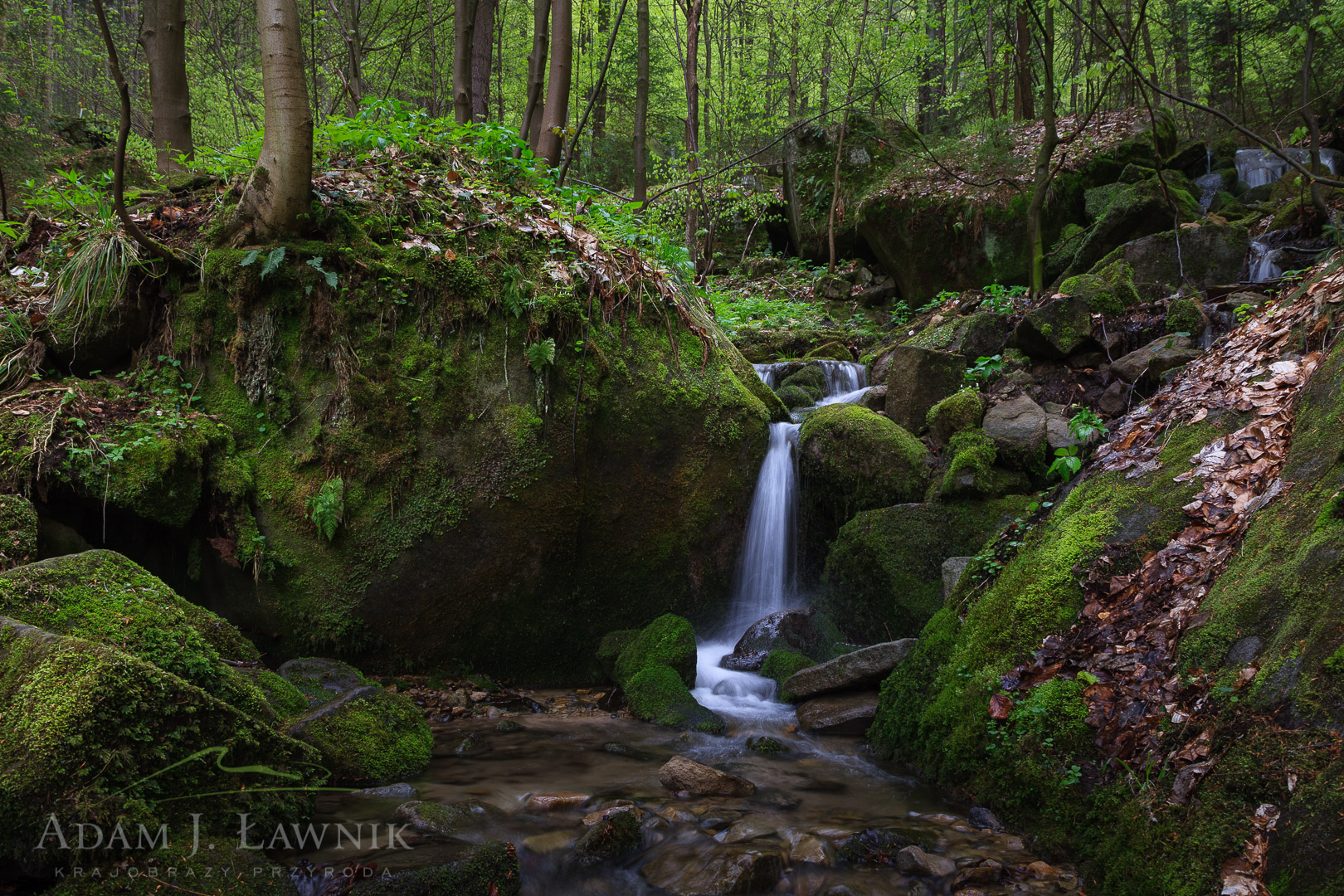 Stołowe Mountains National Park, Poland 0904-00188C