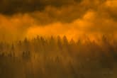 Las we mgle w Parku Narodowym Gór Stołowych