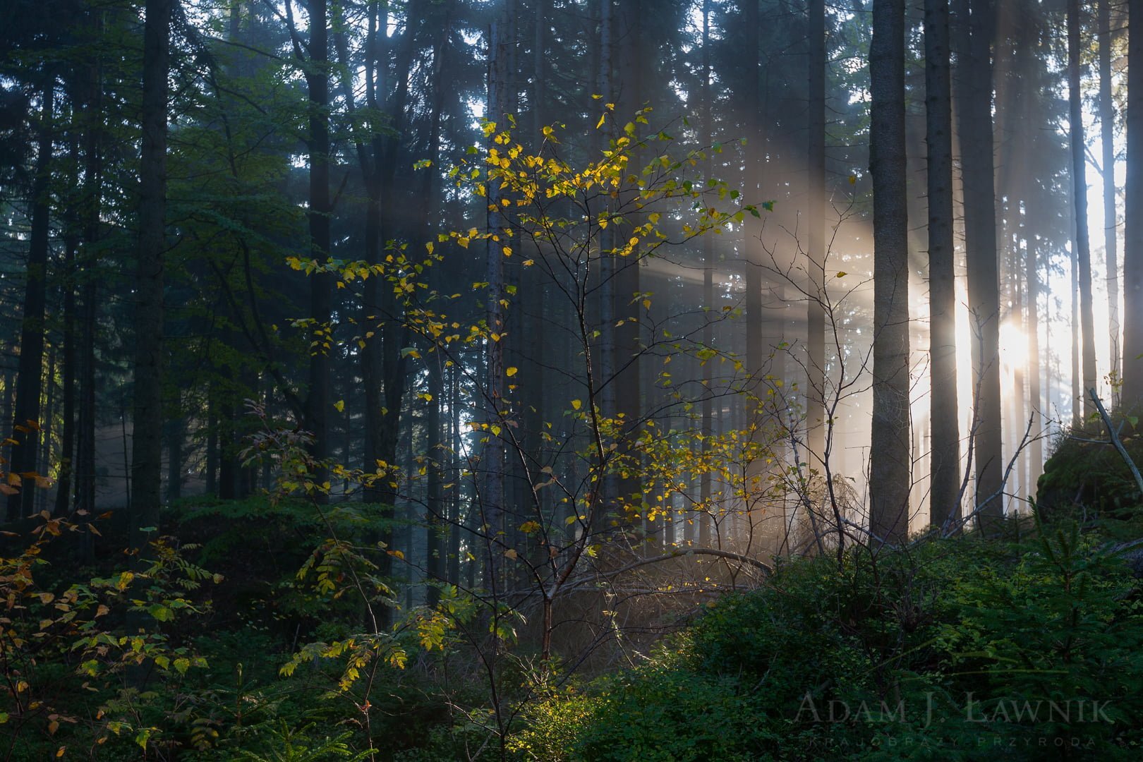 Poranne promienie słońca w lesie