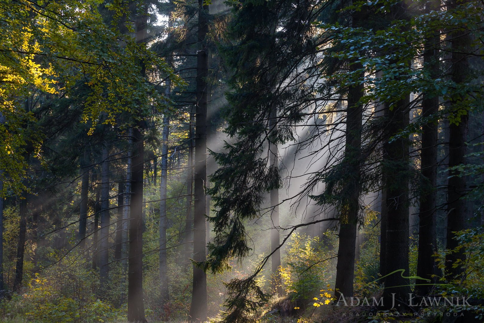 Stołowe Mountains National Park, Poland 1110-02213C