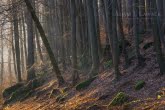 Stołowe Mountains National Park, Poland 1602-00019C