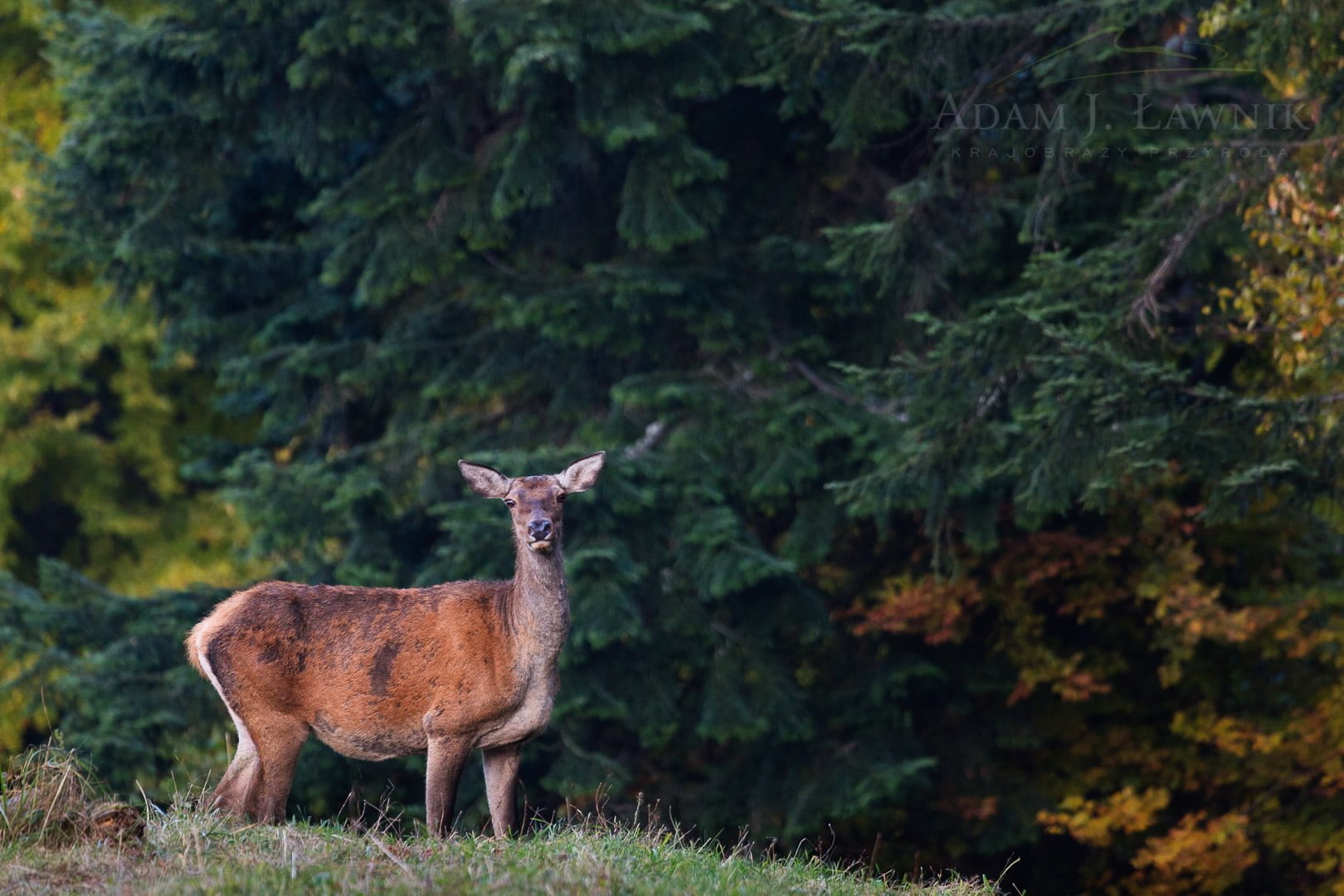 Pieniny National Park, Poland 1010-01474C