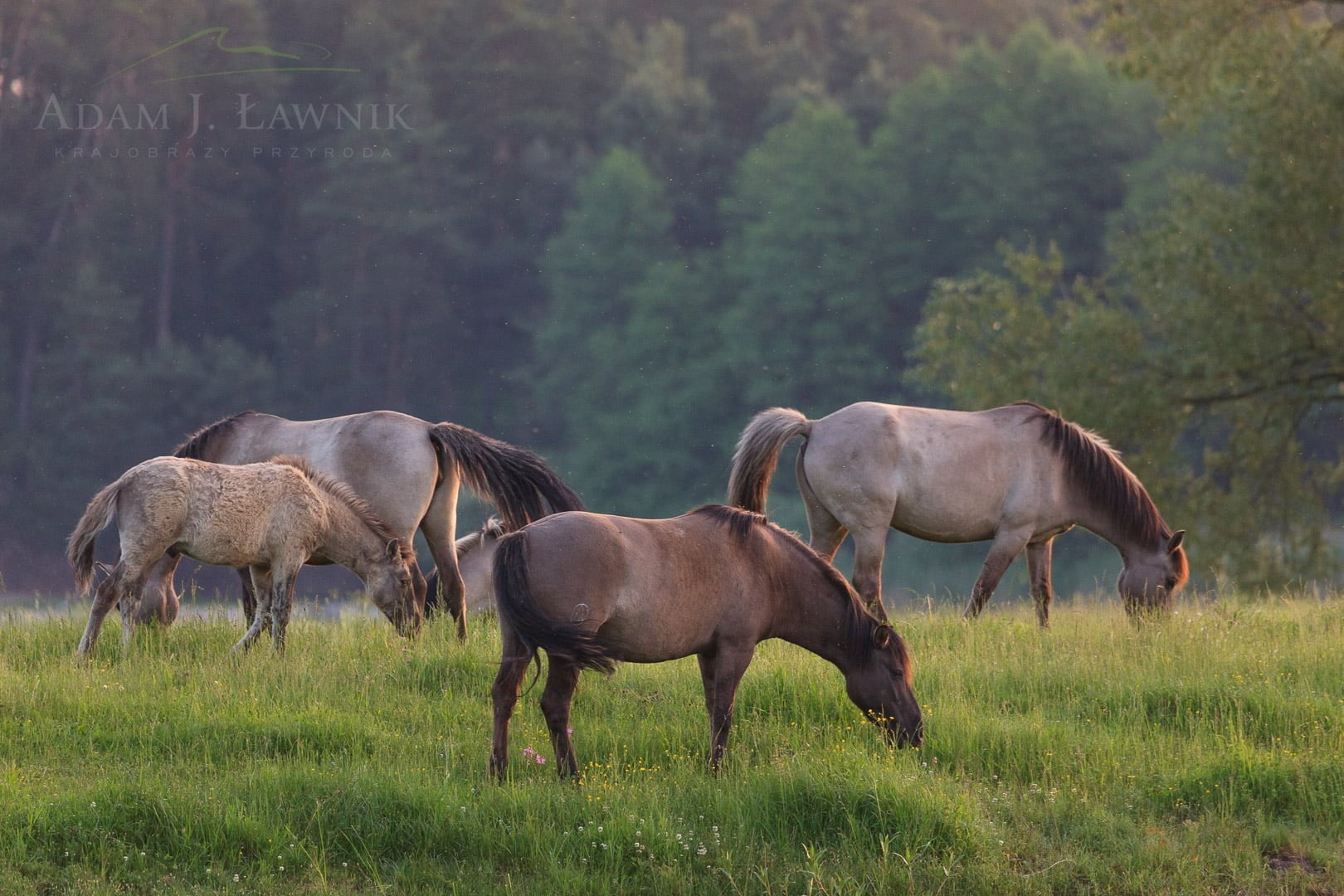 Roztocze National Park, Poland 0806-00436C