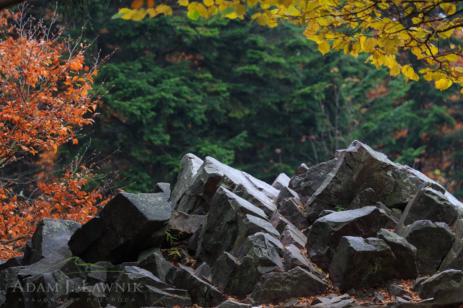 Świętokrzyski National Park, Poland 1310-01298C