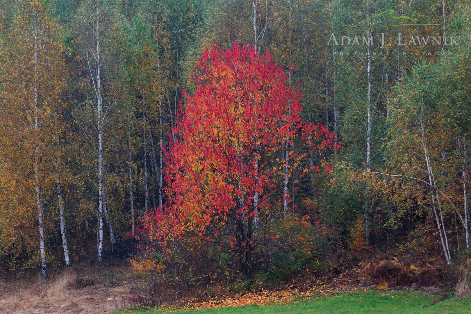 Świętokrzyski National Park, Poland 1310-01306C