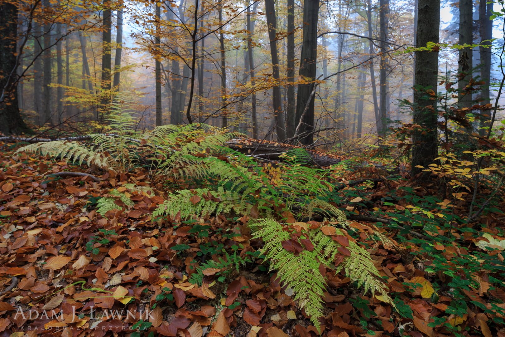 Świętokrzyski National Park, Poland 1310-01307C