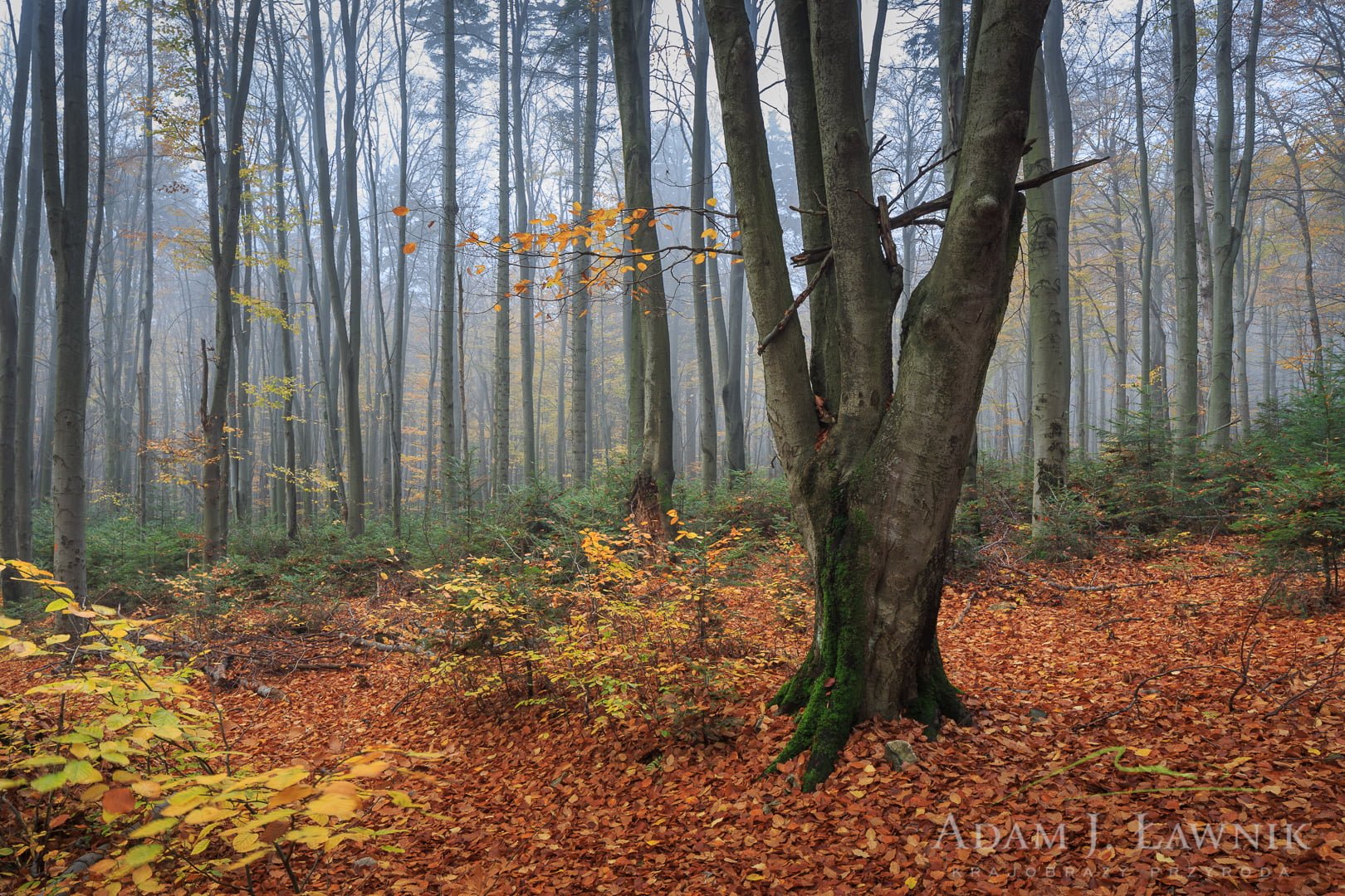 Świętokrzyski National Park, Poland 1310-01321C