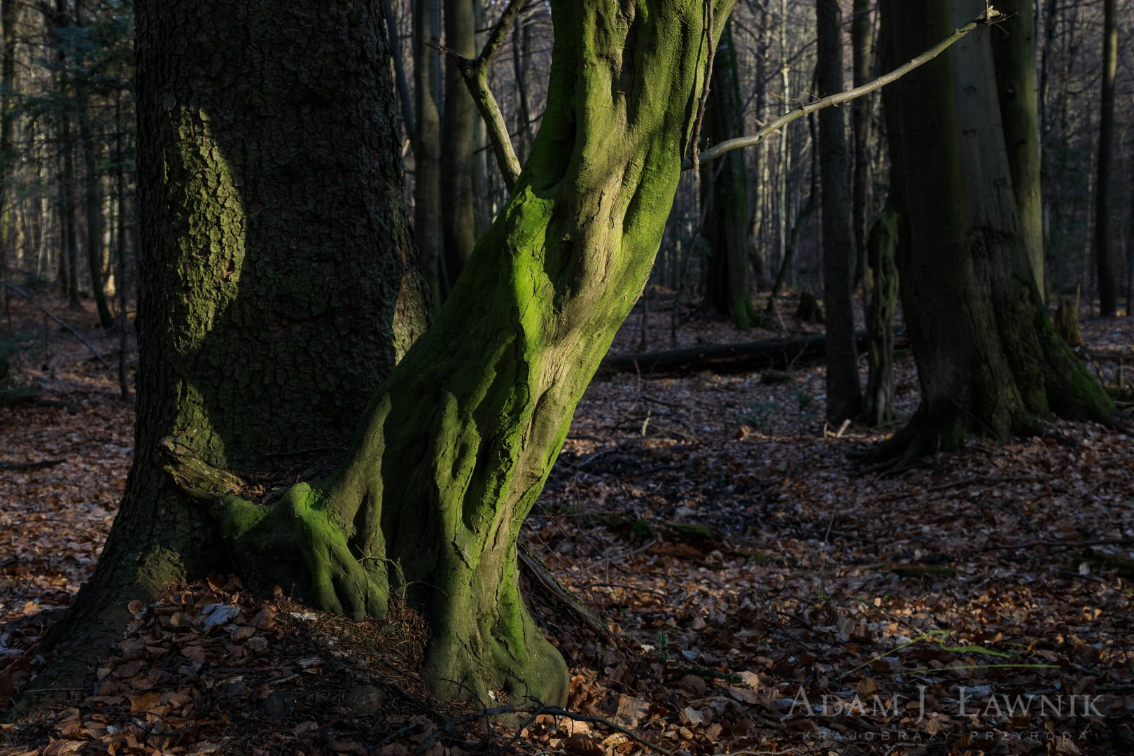 Świętokrzyski National Park, Poland 1804-00327C