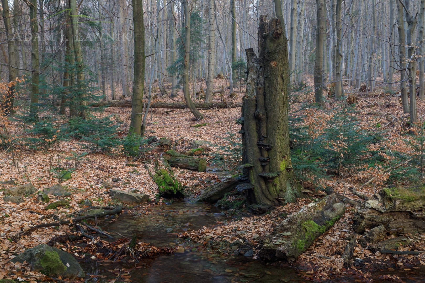 Świętokrzyski National Park, Poland 1804-00330C