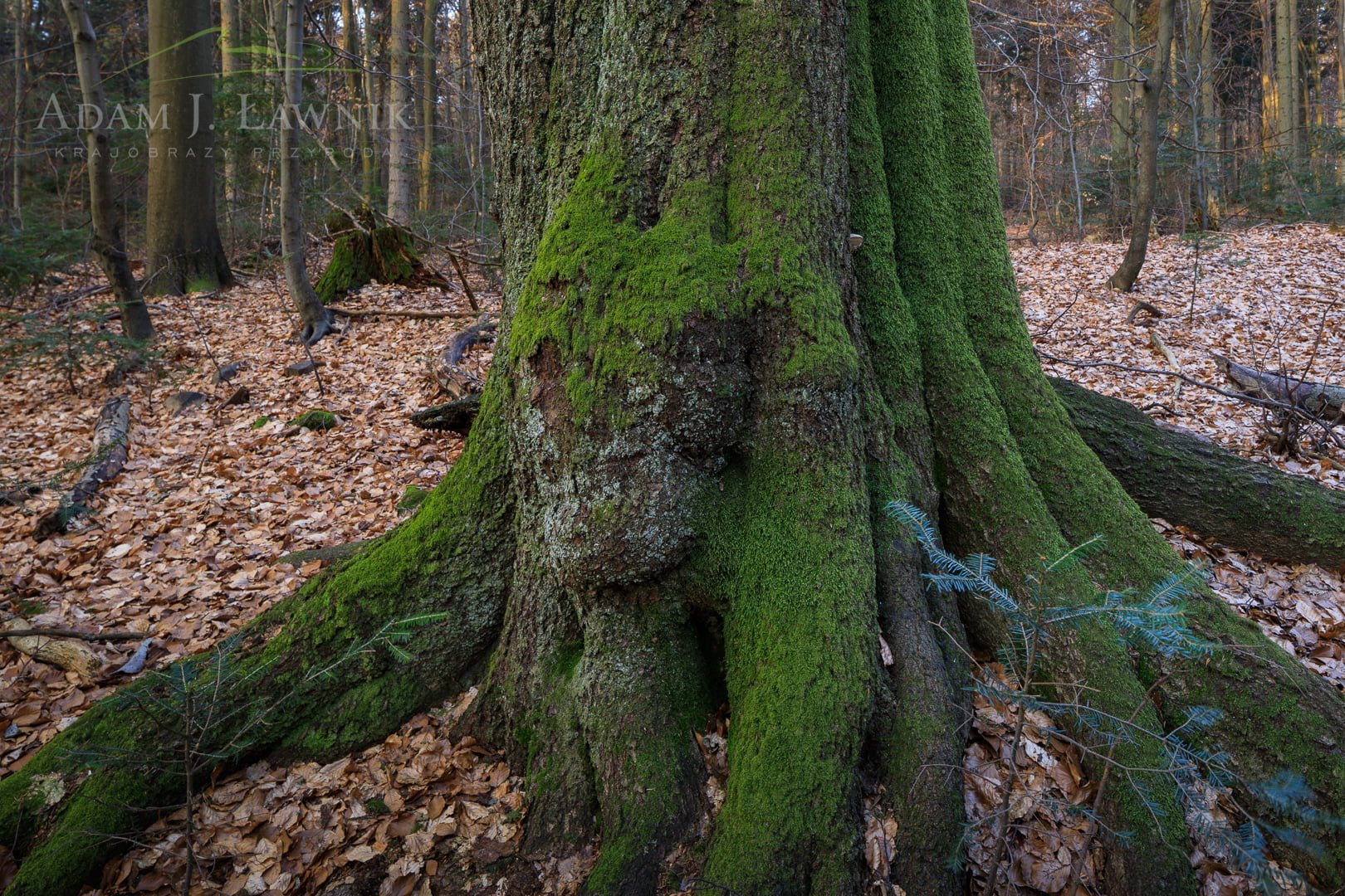 Świętokrzyski National Park, Poland 1804-00332C