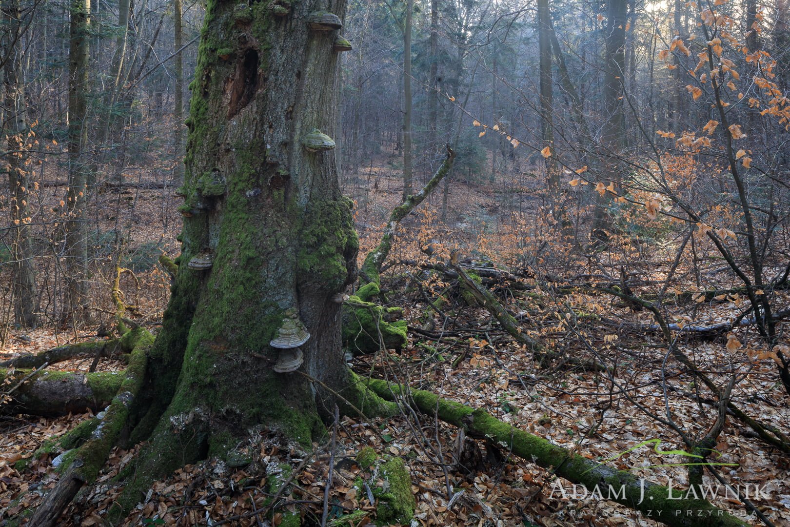 Świętokrzyski National Park, Poland 1804-00336C