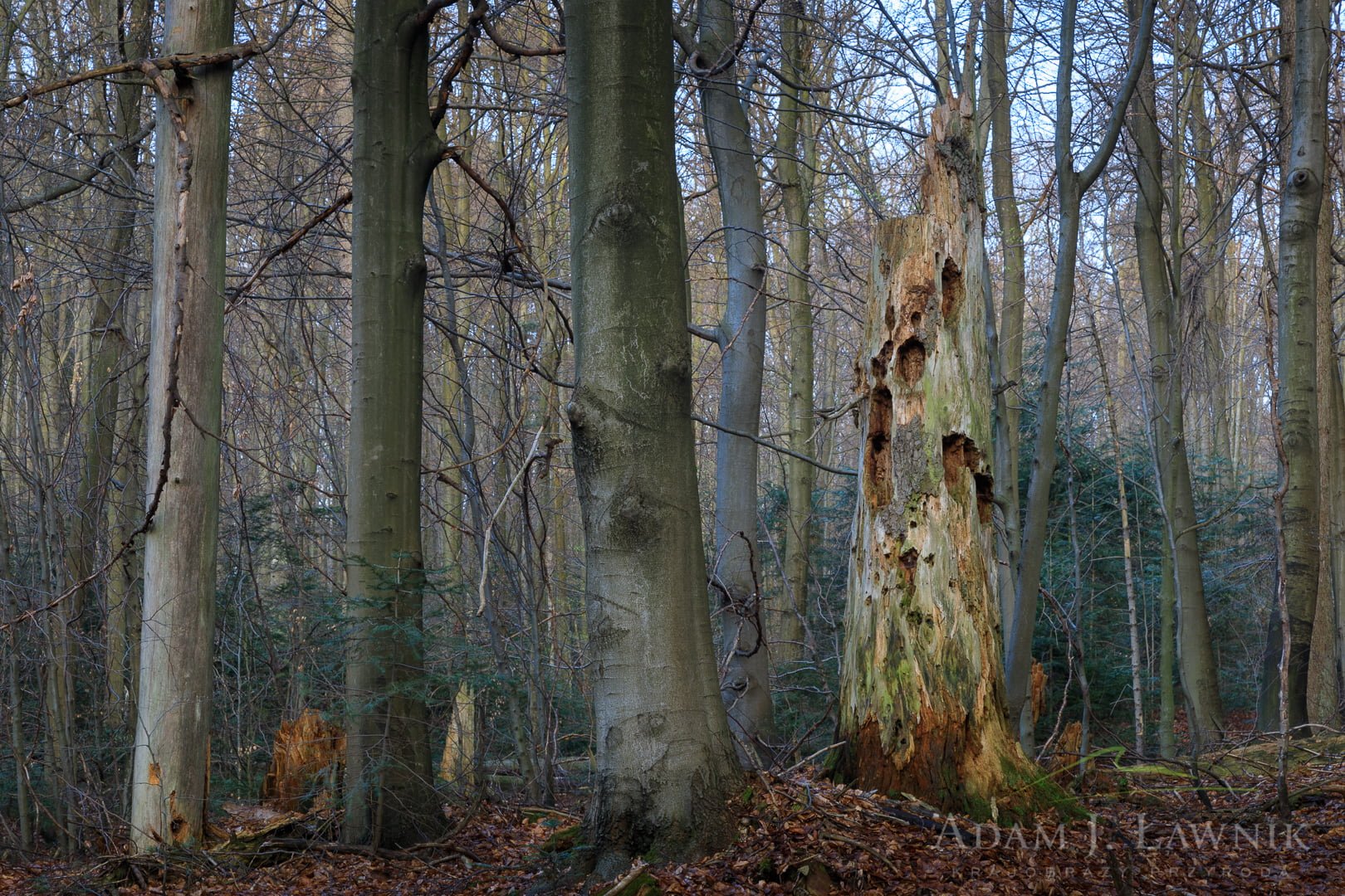 Świętokrzyski National Park, Poland 1804-00393C