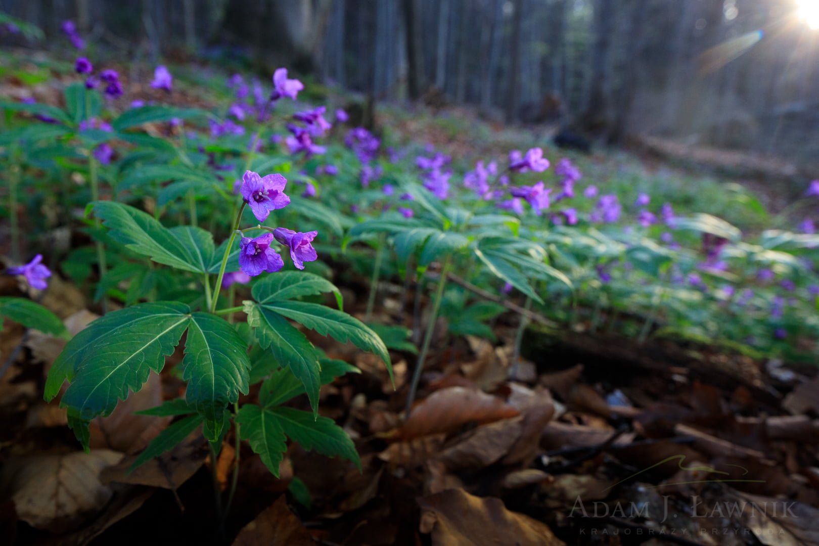 Świętokrzyski National Park, Poland 1804-00395C