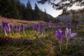 Tatra National Park, Poland 1604-00733C