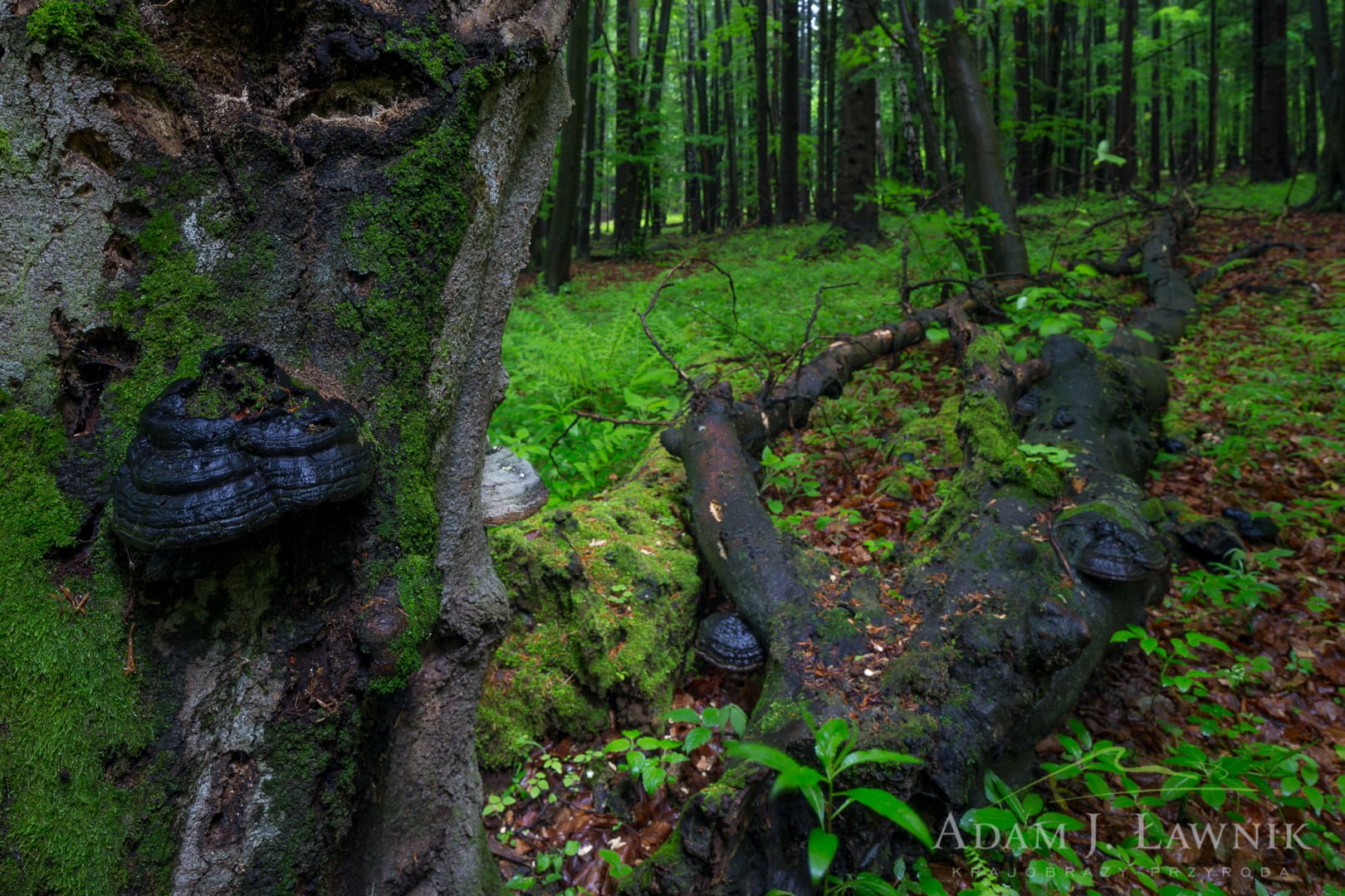 Turnica National Park, Poland 1505-00809C