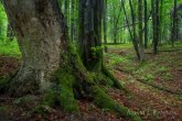 Turnica National Park, Poland 1505-00810C