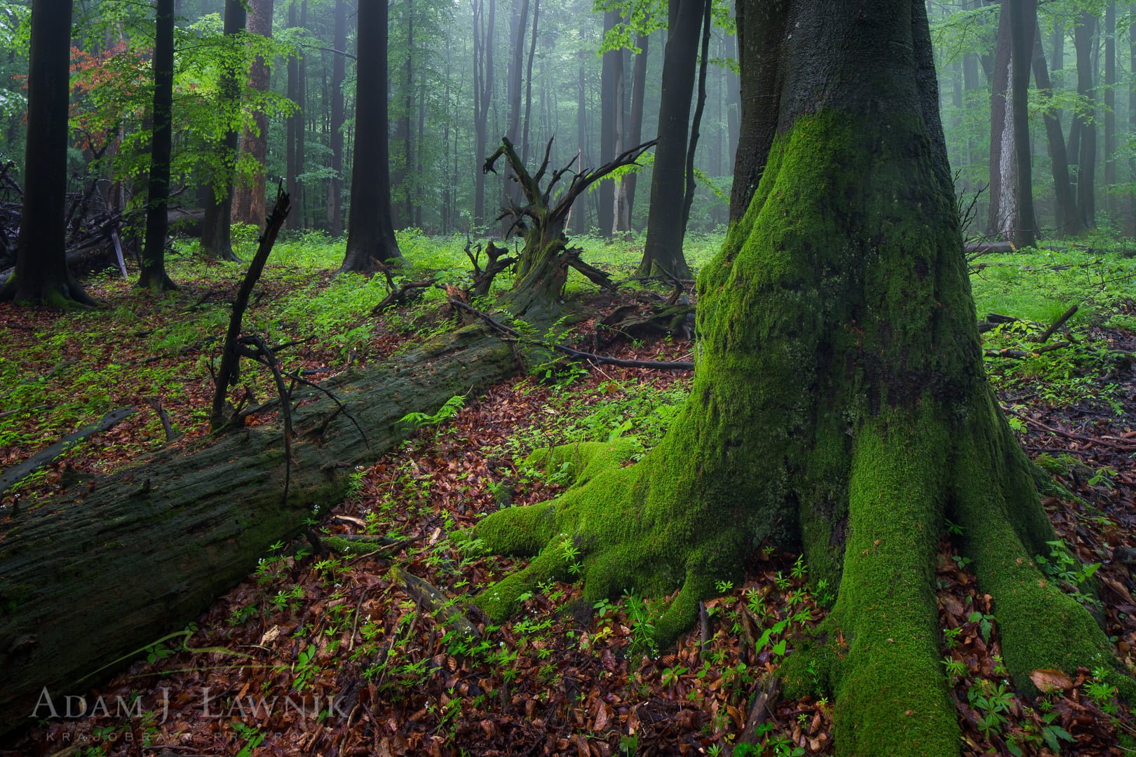 Turnica National Park, Poland 1505-00811C