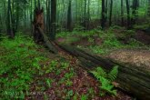 Turnica National Park, Poland 1505-00813C