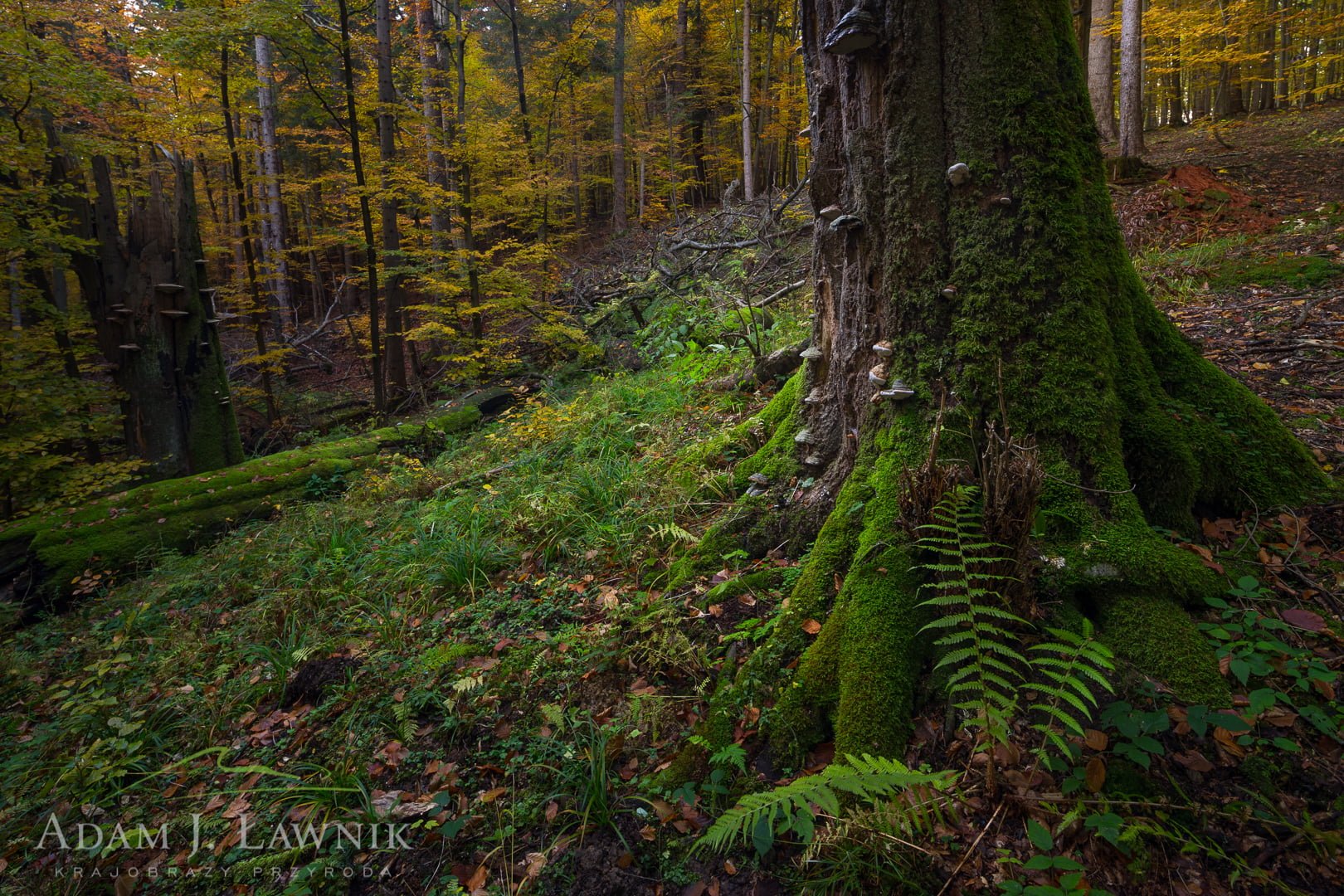 Turnica National Park, Poland 1510-01351C