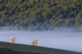 Turnica National Park, Poland 1605-00410C
