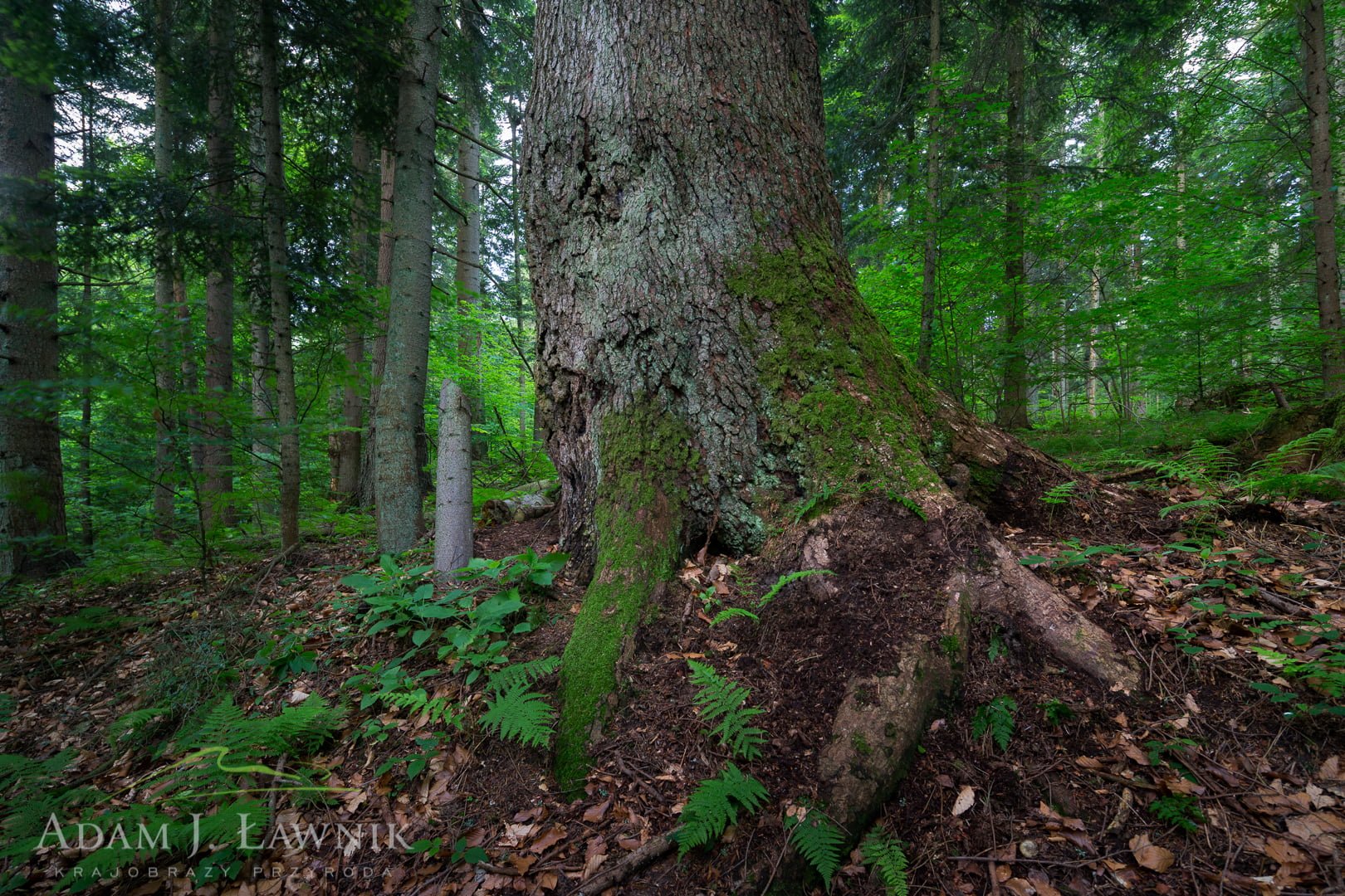 Turnica National Park, Poland 1606-00363C