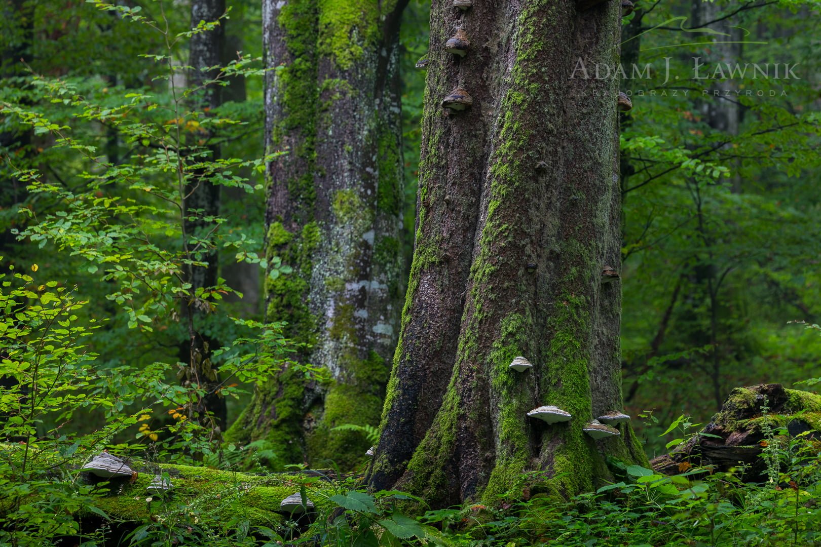 Turnica National Park, Poland 1709-00844C