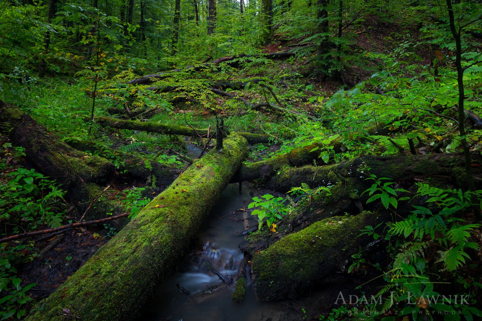 Turnica National Park, Poland 1709-00857C