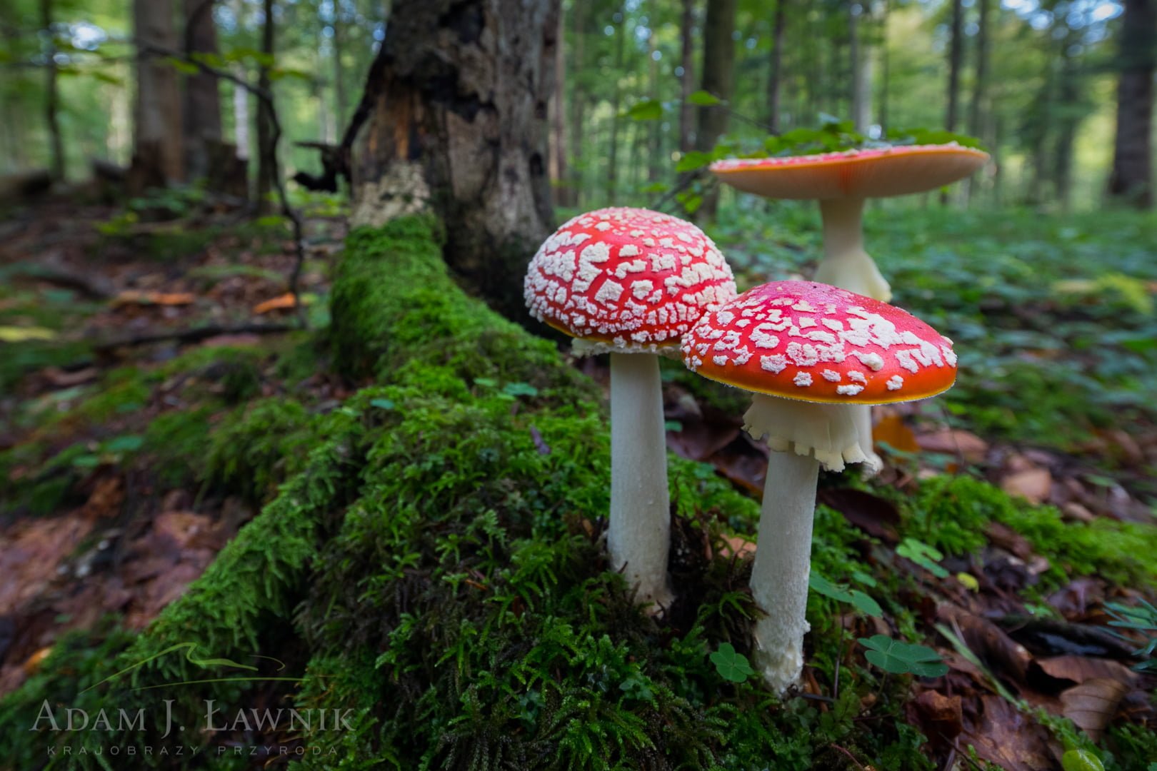 Turnica National Park, Poland 1709-00878C