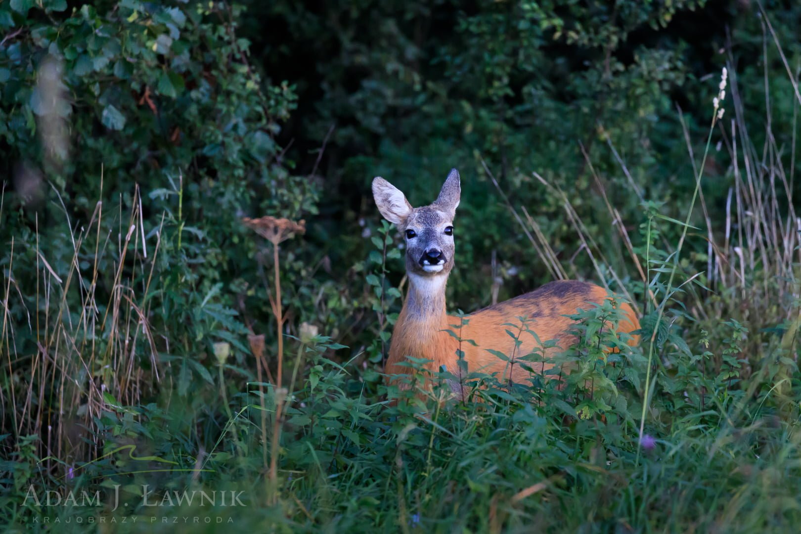Turnica National Park, Poland 1709-00923C