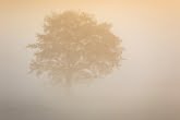 Drzewo we mgle w Wielkopolskim Parku Narodowym