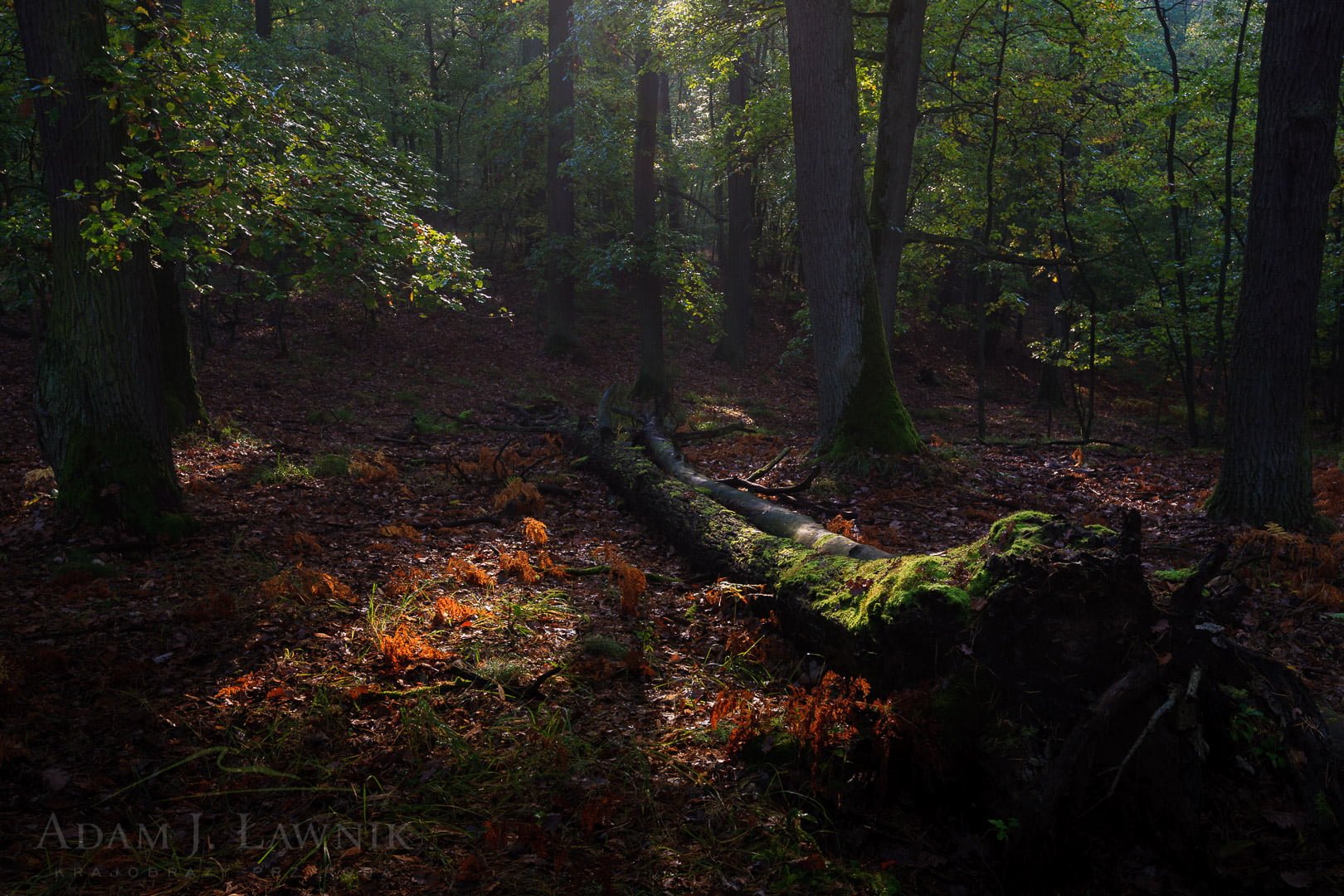 Wielkopolska National Park, Poland 1110-02107C