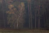 Wierzba we mgle na tle lasu w Wielkopolskim Parku Narodowym