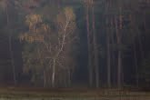 Wielkopolska National Park, Poland 1110-02134C