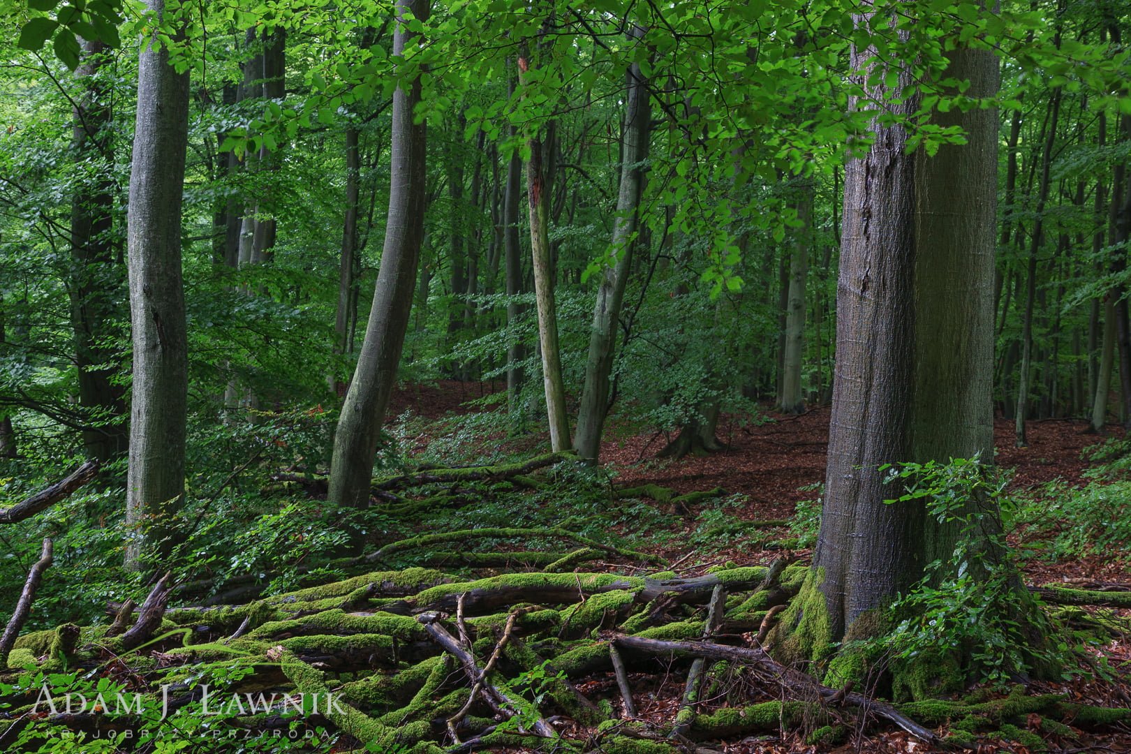 Wolin National Park, Poland 1008-00929C