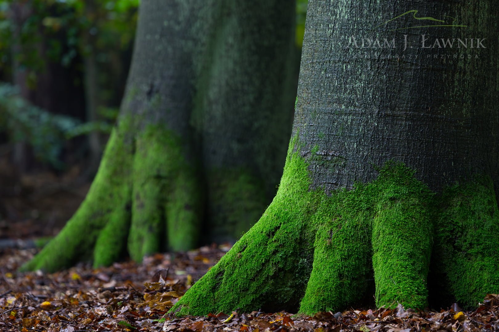 Wolin National Park, Poland 1410-01063C