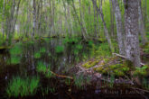 Swamp forest on Saaremaa island