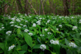 Wild garlic in the forest by the Baltic Sea